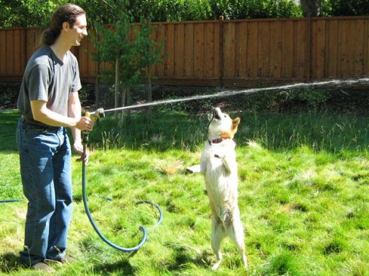 Homme tenant un tuyau d'arrosage jouant avec un chien qui saute pour attraper le jet d'eau dans sa bouche.