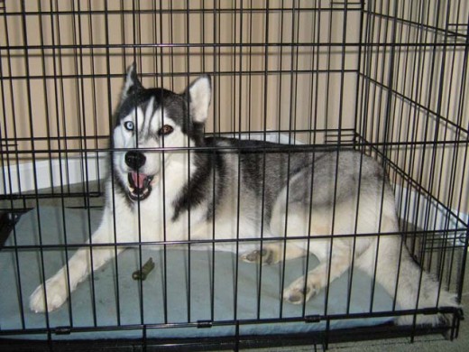 Chien Husky Sibérien travaillant sur sa Greenie dans sa caisse.