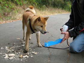 Shiba Inu dans le harnais s'arrêtant pour boire lors d'une promenade en laisse dans le parc.