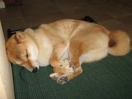 La jolie Shiba Inu se recroquevilla et dormit sur un lit surélevé pour chien.