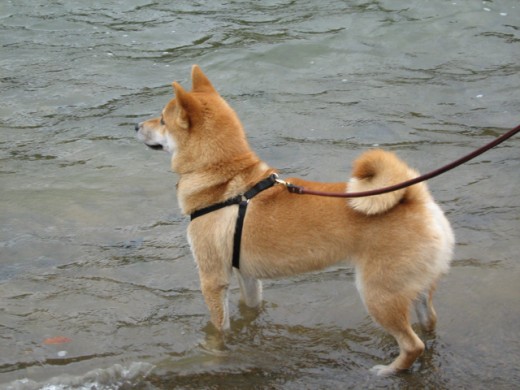 Shiba Inu en sellette et en laisse debout dans l'eau lors d'une promenade dans le parc (lac Chabot).
