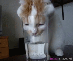 coup de chaleur, transpiration, athlète, fatigue thermique, sécurité thermique, conseils thermiques de la Croix-Rouge, conseils thermiques de l'été, conseils de sécurité estivale, boire de l'eau gif, eau potable de chat