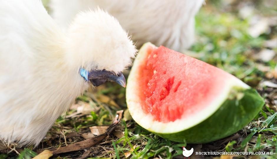 silkie-poulet-manger-pastèque-à-garder-cool