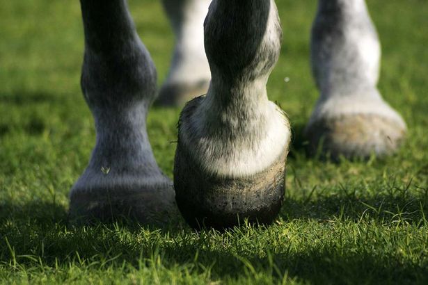 Monter votre cheval sur un sol dur peut provoquer des ecchymoses aux pieds ou aux articulations.