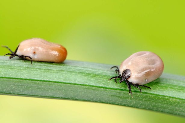 La maladie de Lyme et l'anaplasma peuvent être transmis aux chevaux par des piqûres de tiques