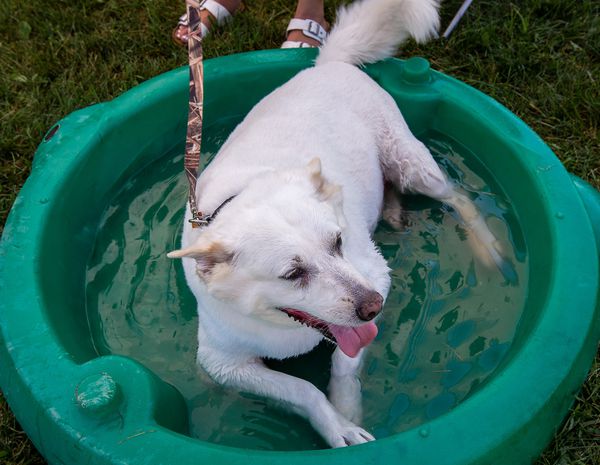 Barks and Brews, un événement familial et propice aux chiens soutenant Perry County Animal Rescue, s'est tenu à River Bend Hop Farm & Brewery à Newport, le 13 juillet 2019. Zeva reste au frais dans la piscine. Vicki Vellios Briner | Spécial à PennLive