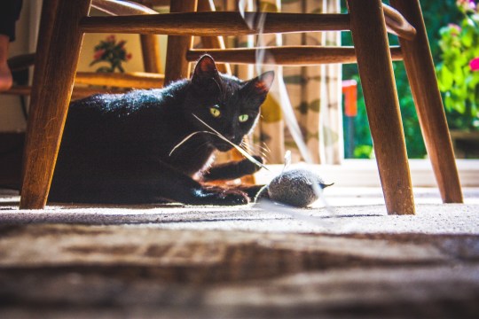 chat noir jouant avec souris jouet