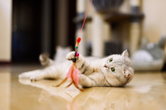 chat tigré gris et blanc jouant avec un jouet en plumes