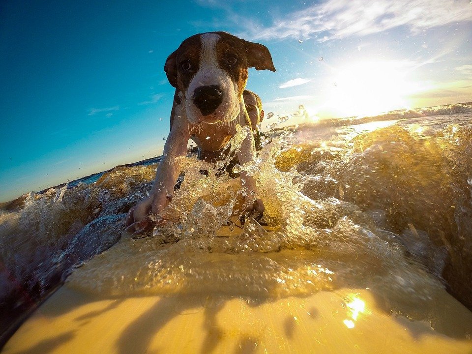 chien de surf