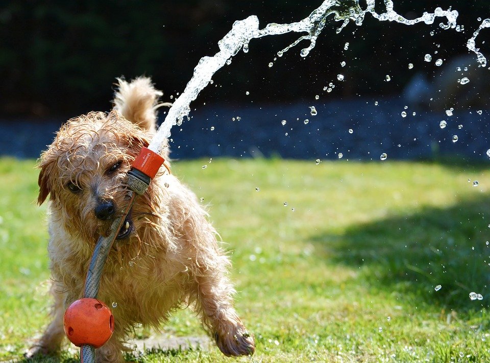 eau de chien