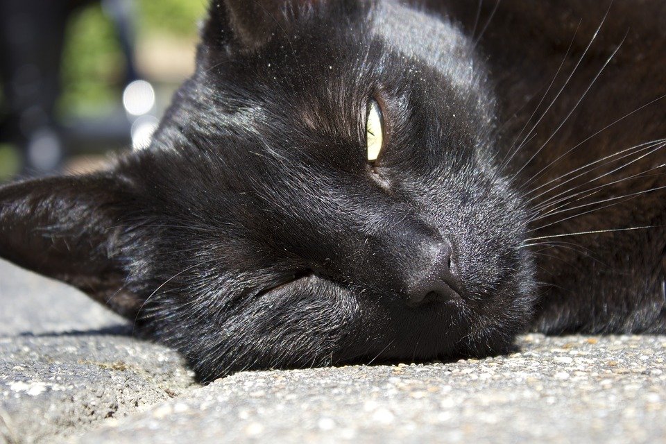 chat chaud