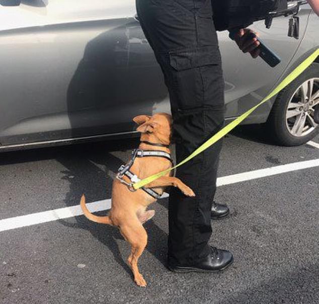 Le chien est parti dès qu'il a été libéré, soulagé d'être dans l'air plus frais, tandis que ses propriétaires étaient moins contents lorsqu'ils sont retournés pour trouver leurs fenêtres cassées.