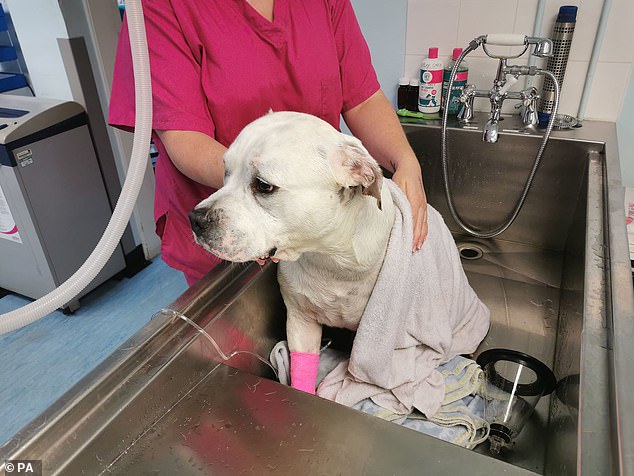Plus tôt cette semaine, un bouledogue américain, Finlay, s'est battu pour sa vie après que la température de son corps ait atteint 42,2 ° C (108 ° F) au cours de la vie, alors qu'il faisait très chaud