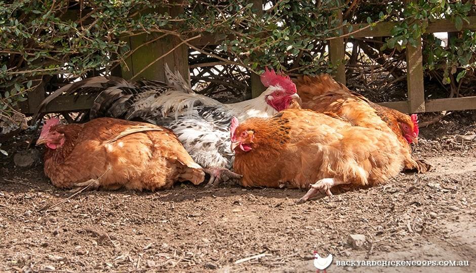 les poules trouvent une poussière confortable se baignant à l'ombre par une journée chaude