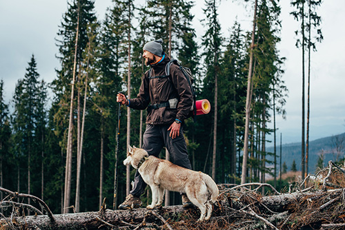 Camping avec des chiens