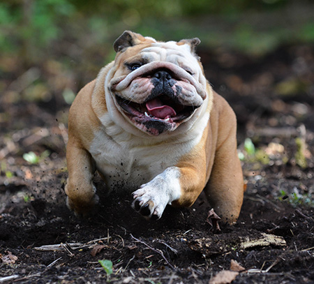 Camping avec des chiens