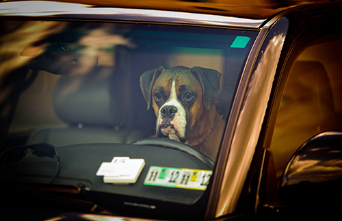 Camping avec des chiens