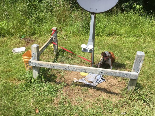 un "chien de basse-cour" est emmêlé au bout d'une attache, laissé dehors dans une chaleur extrême. les chiens meurent de coup de chaleur tout l'été, découvrez comment vous pouvez aider. "width =" 602 "height =" 452 "srcset =" https://www.peta.org/wp-content/uploads/2019/08/348 -E-Jackson-St-Rich-Square-NC_BYD_7.12.18_Angel-2-602x452.jpg 602w, https://www.peta.org/wp-content/uploads/2019/08/348-E.- Jackson -St-Rich-Square-NC_BYD_7.12.18_Angel-2-300x225.jpg 300w, https://www.peta.org/wp-content/uploads/2019/08/348-E.-Jackson-St-Rich- Square-NC_BYD_7.12.18_Angel-2-768x576.jpg 768w "tailles =" (largeur maximale: 602px) 100vw, 602px "/></p>
<p><noscript><img decoding=