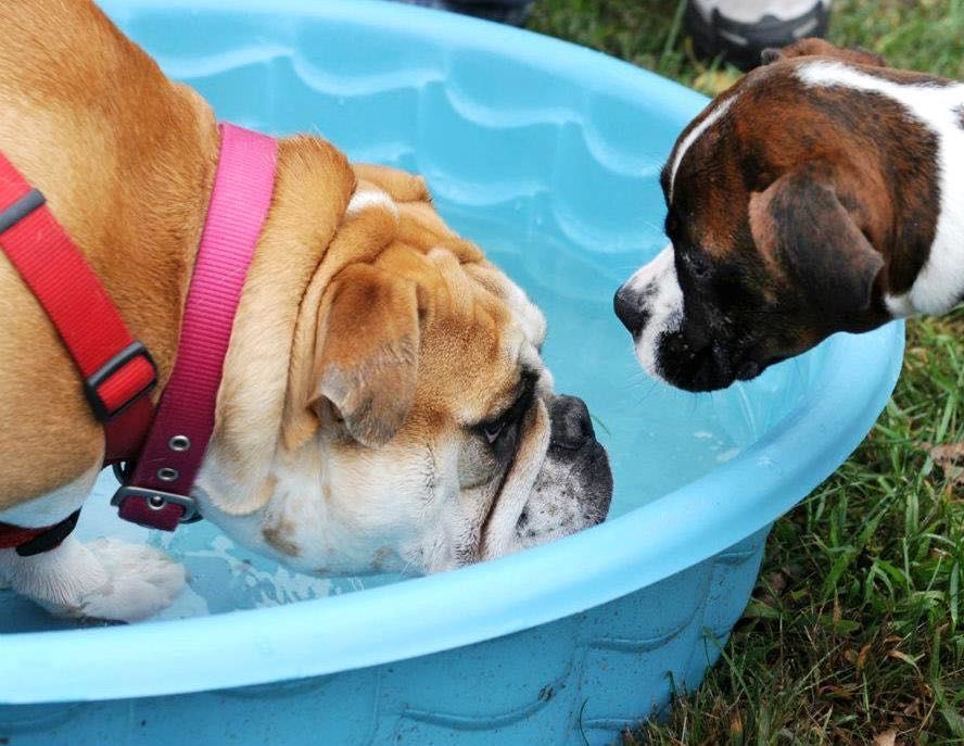 Chiens dans la piscine