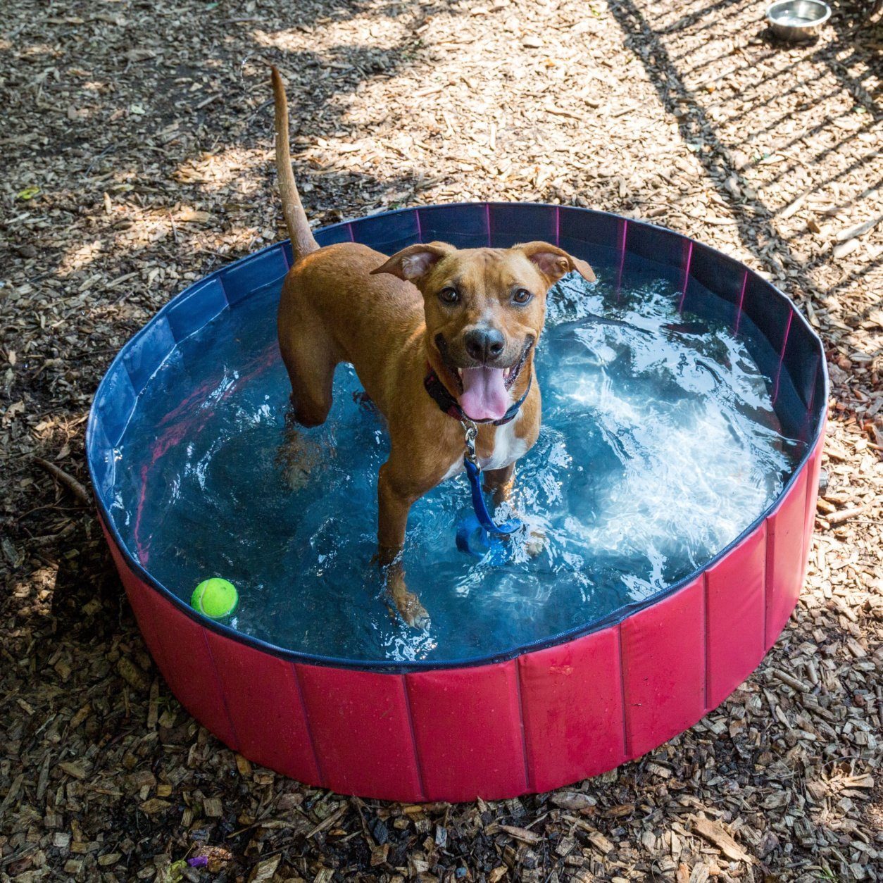 Chien dans la piscine