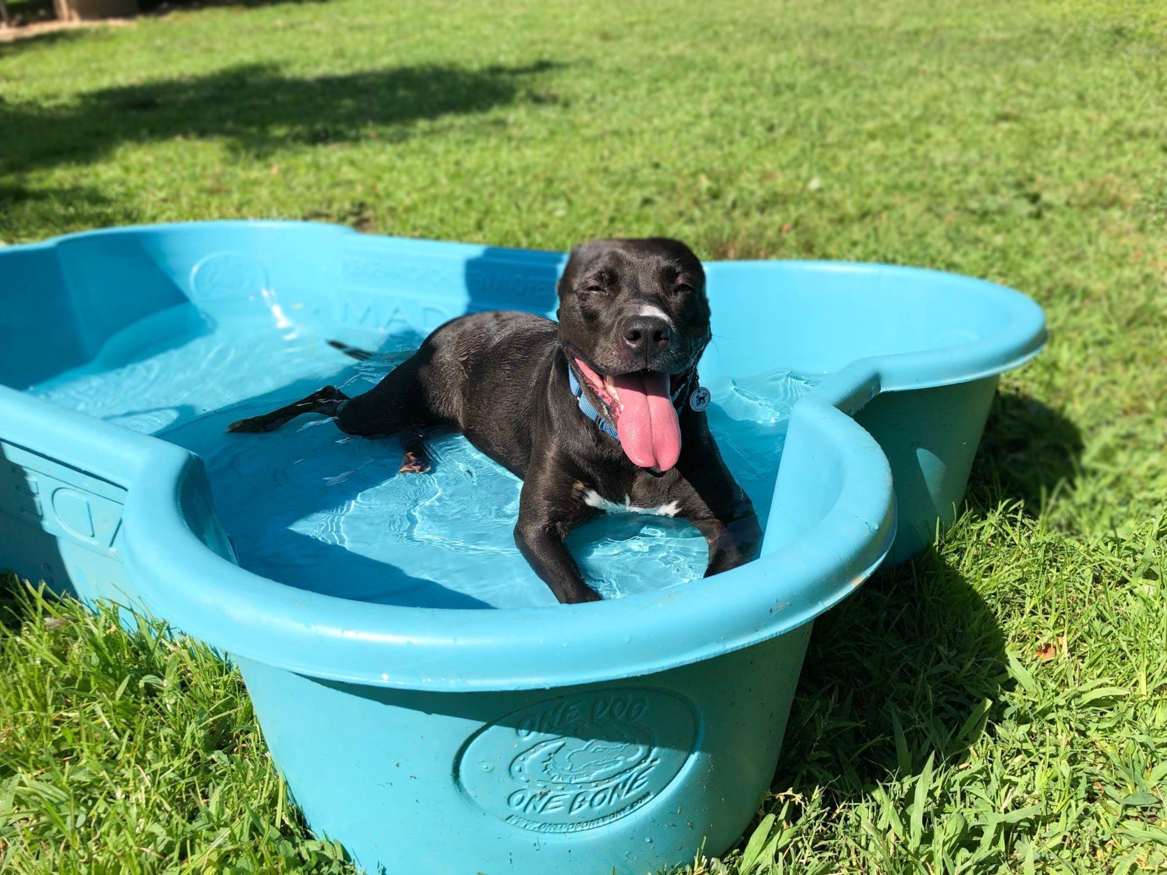 Chien dans la piscine