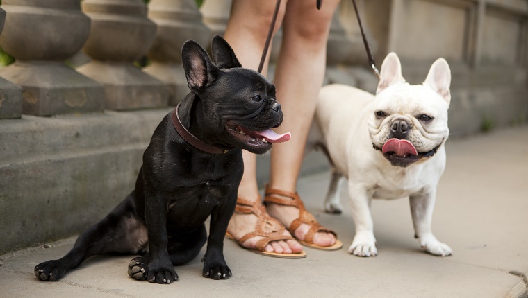 Usa, etat new york, new york, portrait, de, deux, bulldogs français