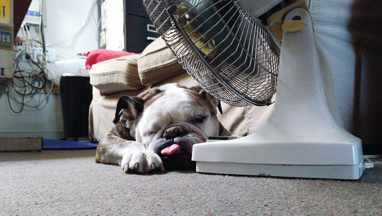 Bulldog anglais se détendre par ventilateur électrique à la maison