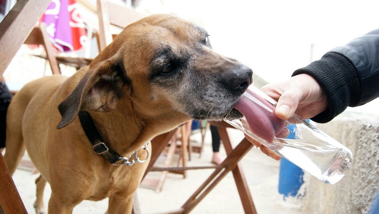 Chien lécher eau de verre