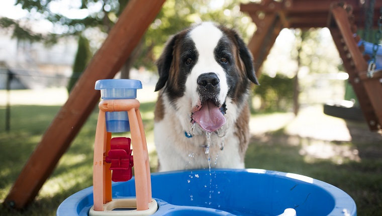Portrait, de, chien, eau potable, depuis, récipient, à, cour de récréation
