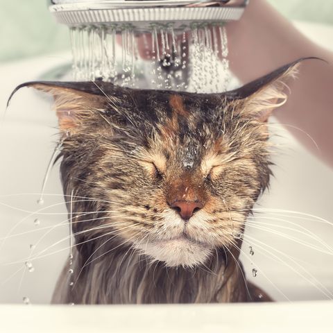Chat mouillé dans le bain