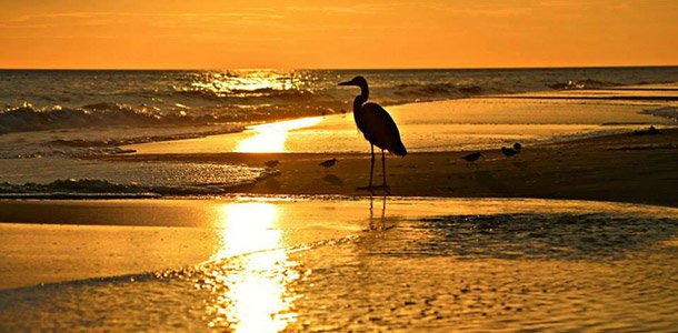 perdido-key-visitor-center "width =" 610 "height =" 300 "srcset =" https://ecobrumi.fr/wp-content/uploads/2019/09/1567471832_63_15-vacances-abordables-par-temps-chaud-en-hiver.jpg 610w, https://blog1.fkimg.com/wp-content/uploads/2015/11/perdido-key-visitor-center-300x148.jpg 300w, https://blog1.fkimg.com/wp-content/uploads /2015/11/perdido-key-visitor-center-295x145.jpg 295w, https://blog1.fkimg.com/wp-content/uploads/2015/11/perdido-key-visitor-center-290x143.jpg 290w "tailles =" (largeur maximale: 610px) 100vw, 610px "/><br /><img decoding=