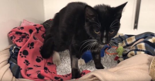 METRO GRAB - Comment protéger les animaux domestiques par temps chaud Zana le chaton se remet d'une jambe cassée après une chute depuis une fenêtre