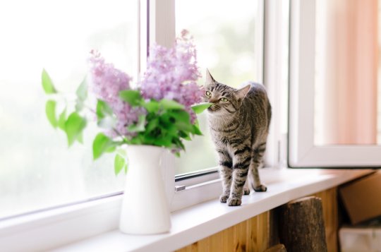 Image confortable de printemps avec un chat et des fleurs lilas