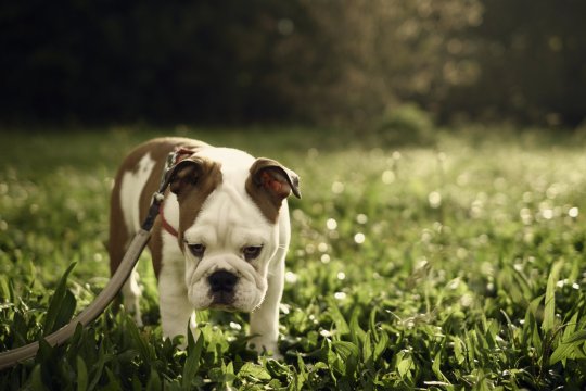 bouledogue triste dans le parc, éclairé par la lumière du soleil. Mise au point douce et lente. Bulldog anglais femelle de trois mois