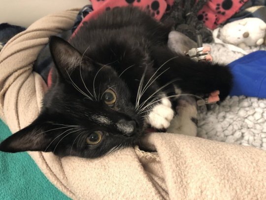 METRO GRAB - Comment protéger les animaux domestiques par temps chaud Zana le chaton se remet d'une jambe cassée après une chute depuis une fenêtre De la Croix Bleue https://www.bluecross.org.uk/pet-advice/top-tips-keeping-your- été-chat-cool