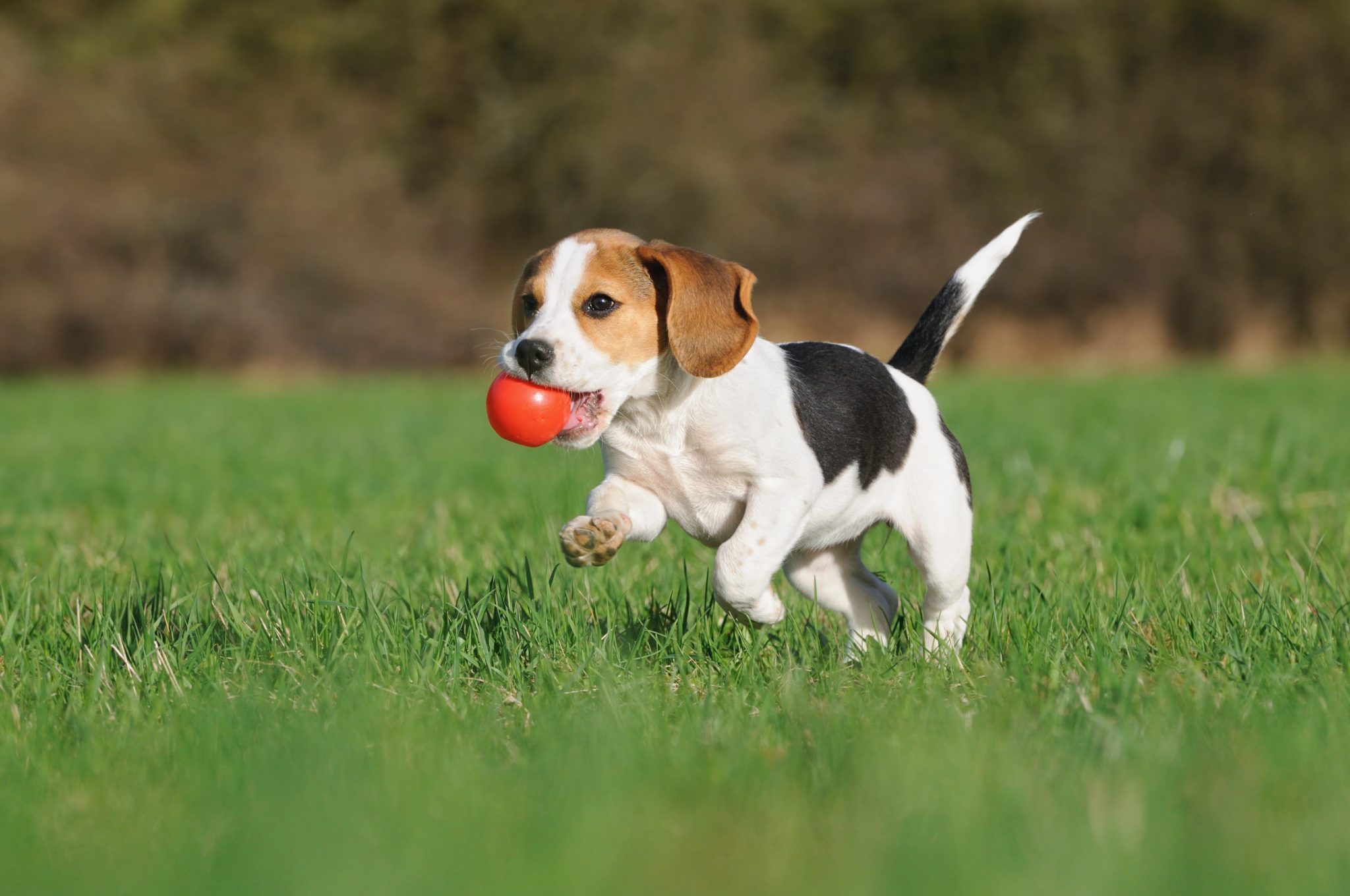 Société de garde chien GA 