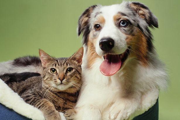 Berger australien et chat dans un panier