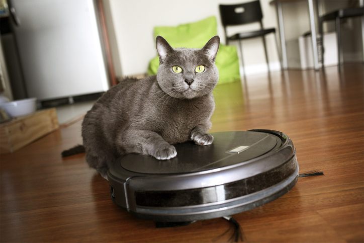 Chat assis sur le robot aspirateur