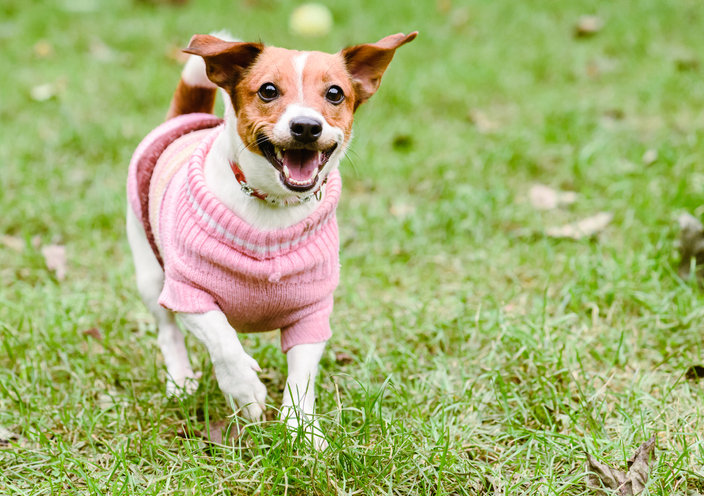 Heureux chien courir et porter un pull