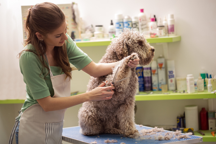 Chien chez le toiletteur