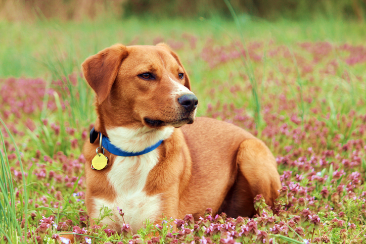 Chien portant un collier avec des étiquettes