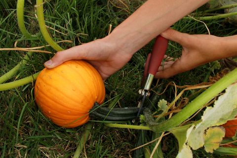 Mains récoltant une citrouille orange poussant sur une vigne