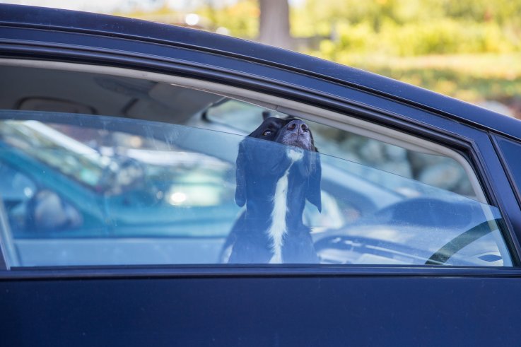 chien en voiture