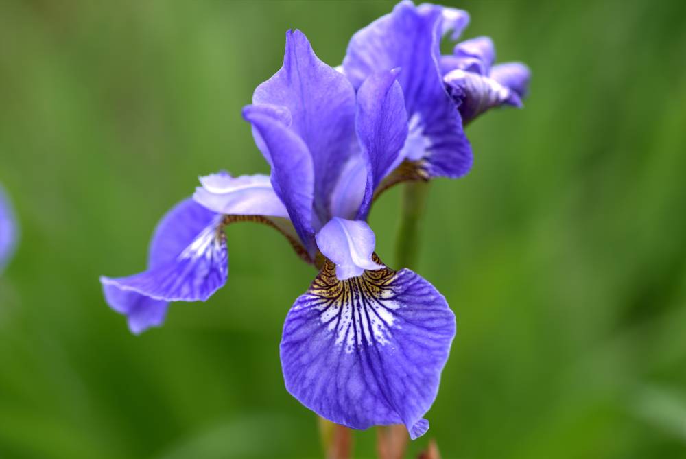 Iris aime une position ensoleillée avec un bon drainage. Iris aime une position ensoleillée avec un bon drainage.