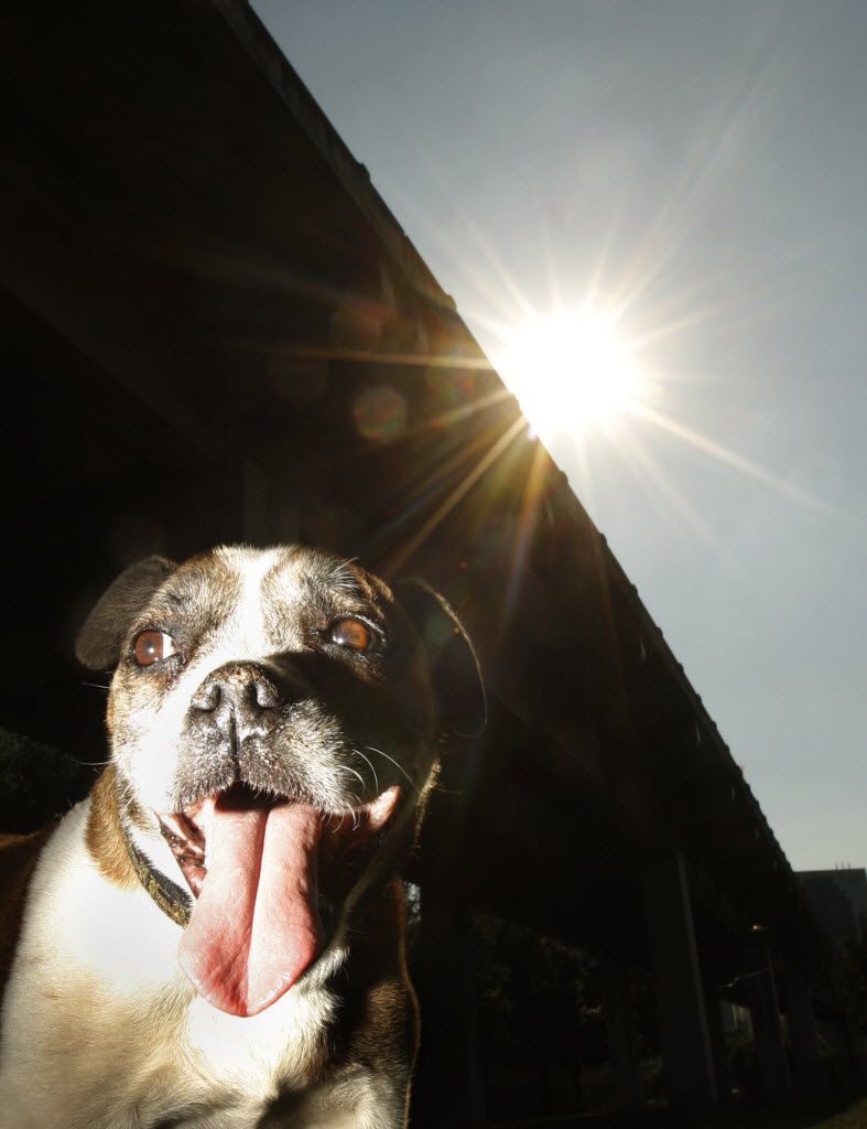 Dans cette photo d'archives, le bulldog / boxer mélange Otis, un garçon de 10 ans, pour rester au frais à l'ombre au parc à chiens Bark Park Central à Dallas alors que le soleil chaud fait monter les températures.