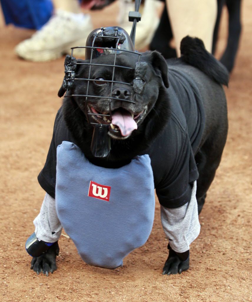 Maggie, un mélange de carlin appartenant à Jessica Bulligton, habillé en arbitre lors de Bark in the Park au Rangers Ballpark à Arlington le 15 mai 2012. 