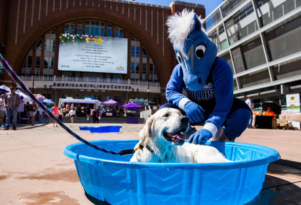 Dans cette photo de fichier de 2017, le champion de mascotte des Dallas Mavericks caresse Russell le chien alors qu'il se prélasse dans une piscine à Paws in the Plaza, un événement bénéficiant à la SPCA du Texas à l'American Airlines Center plaza de Dallas.