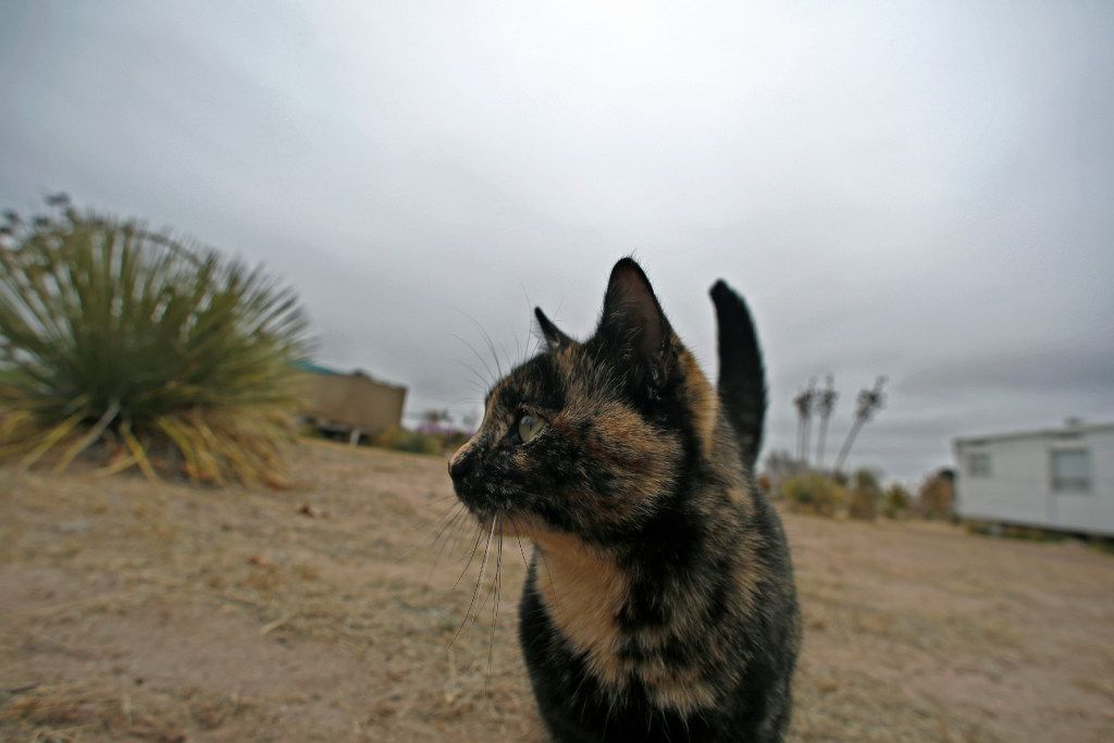 Un chat résident erre sur le terrain par une froide journée de décembre à El Cosmico à Marfa. Regardez, parfois les chats font juste ce qu'ils veulent.