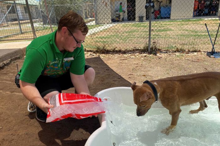RSPCA ajoute de la glace aux bains pour chiens pour les garder au frais pendant la canicule La glace est déversée dans un bain pour chiens.