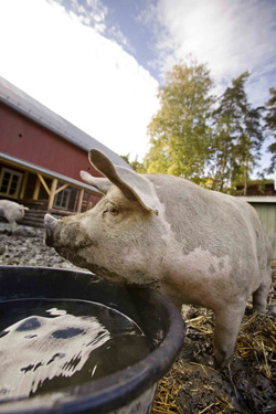 Un cochon d'eau potable
